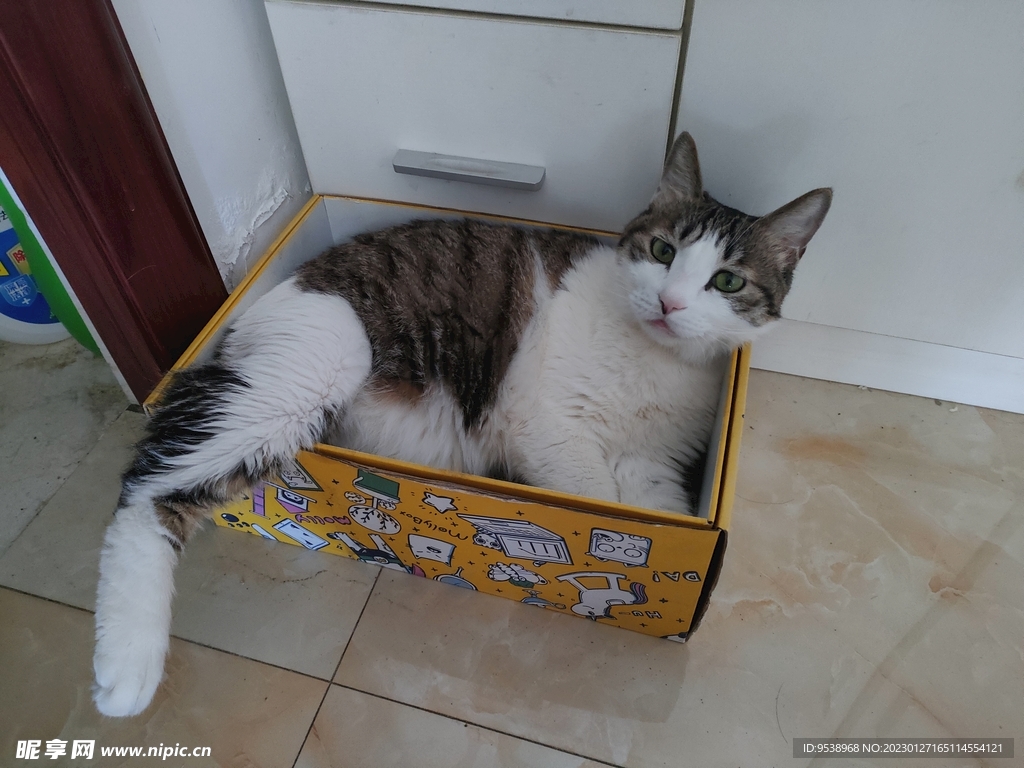 猫