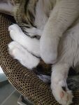 猫-睡觉