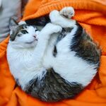 猫-眨眼-wink