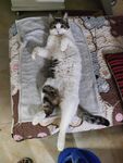 猫-看着你