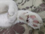 猫爪