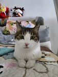 猫-乖乖坐好