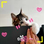 猫握手