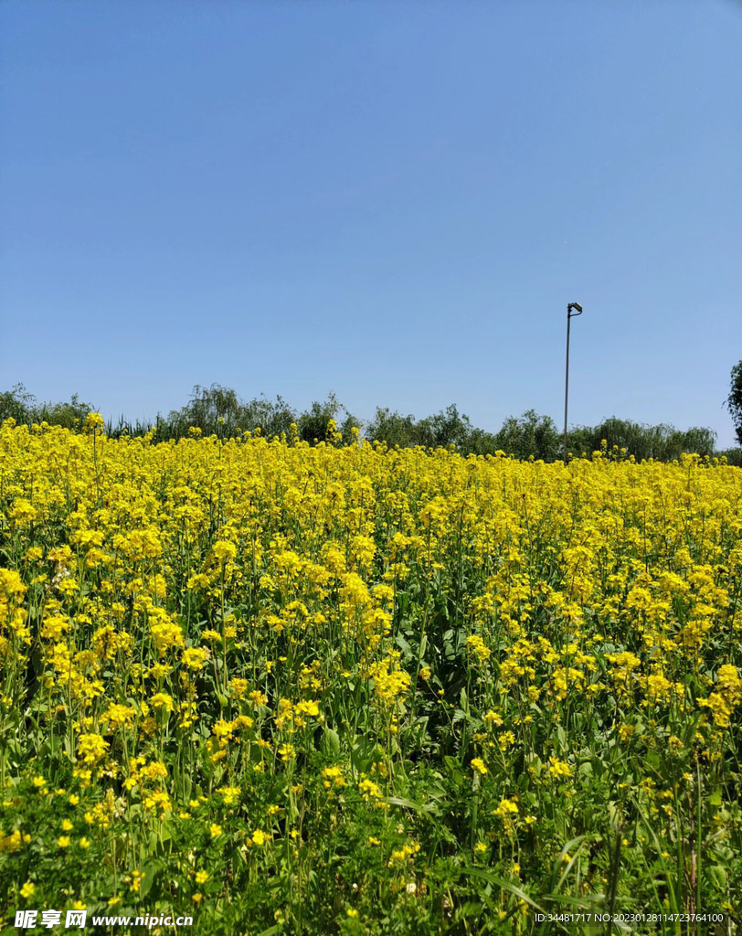 油菜花