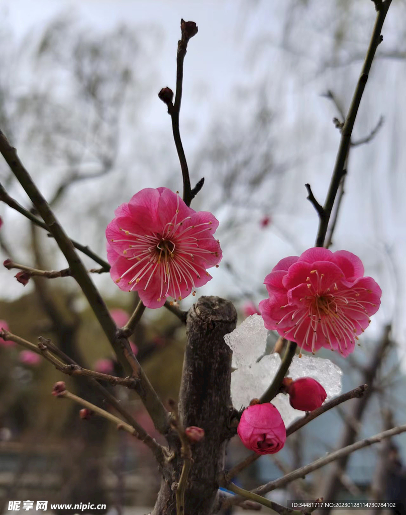 雪中梅花