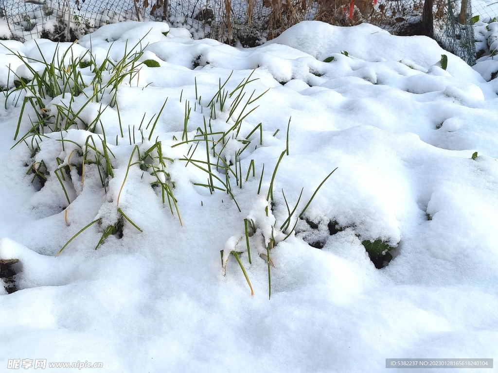 菜园雪景  下大雪