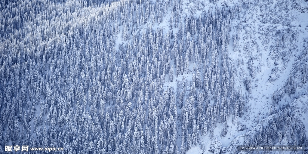 丛林