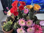 仙人球开花