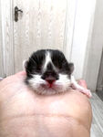 小奶猫