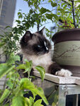 布偶猫