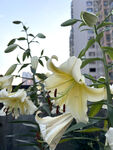 黄色百合花