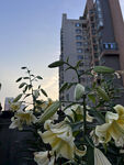 黄色百合花