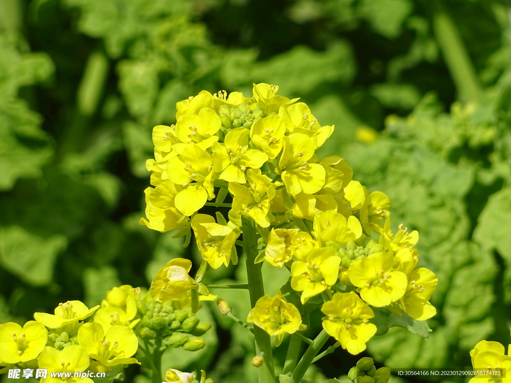 油菜花