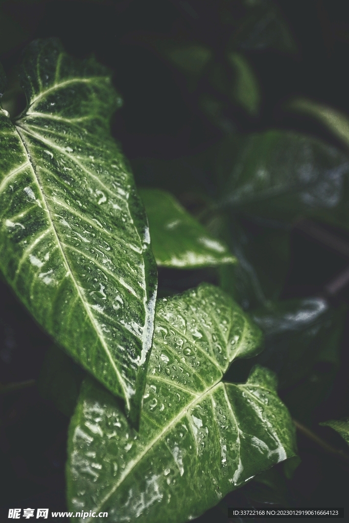 水滴水珠