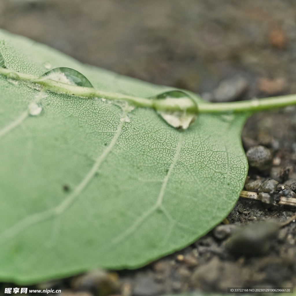 水滴水珠