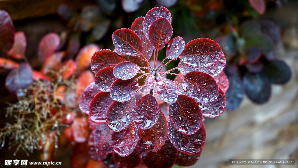 水滴水珠