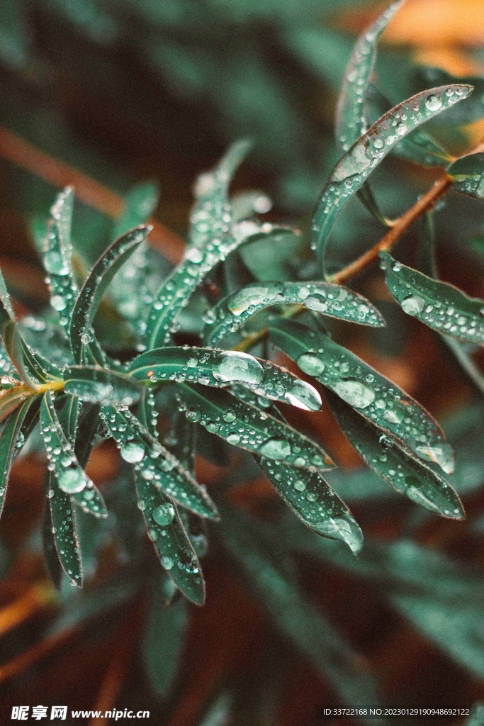 水滴水珠