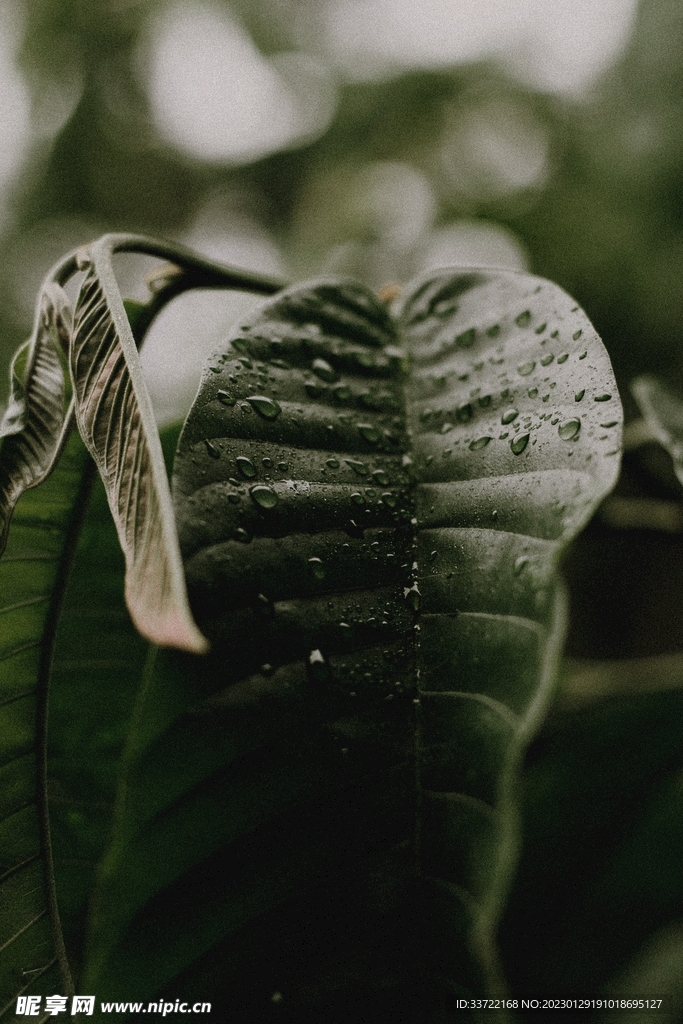 水滴水珠