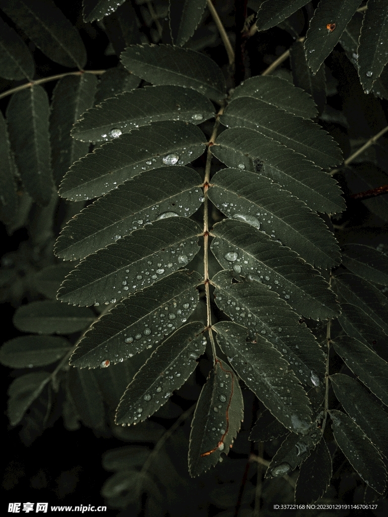 水滴水珠