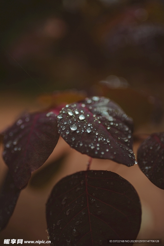 水滴水珠