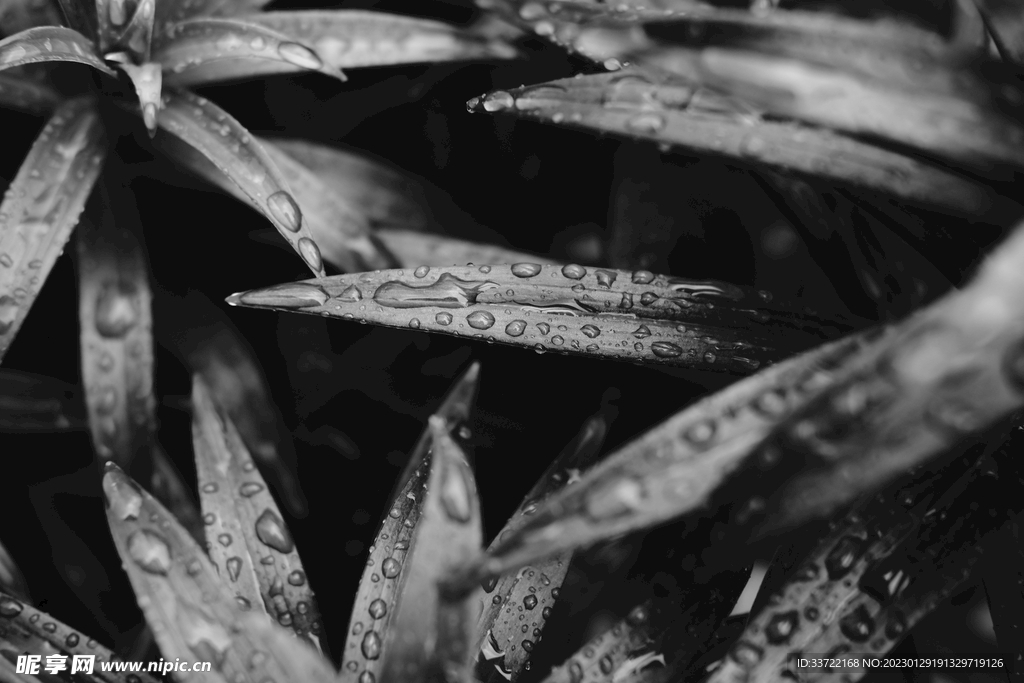 水滴水珠