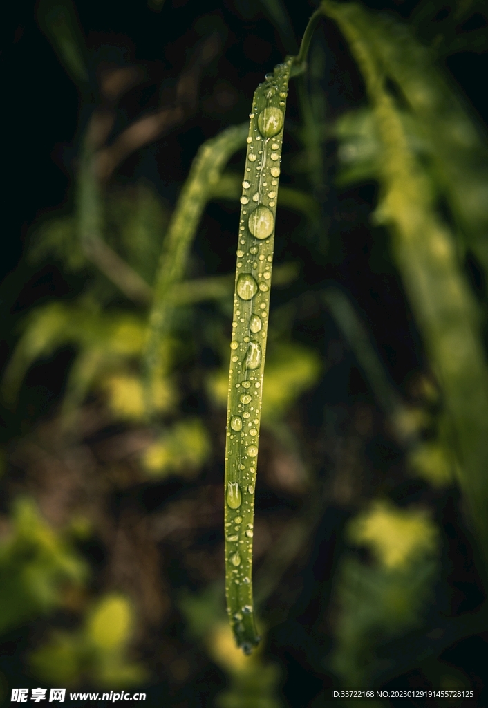 水滴水珠
