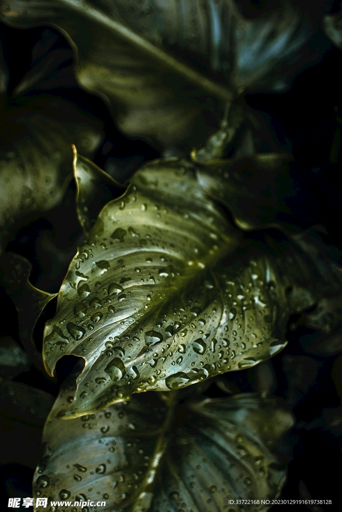水滴水珠