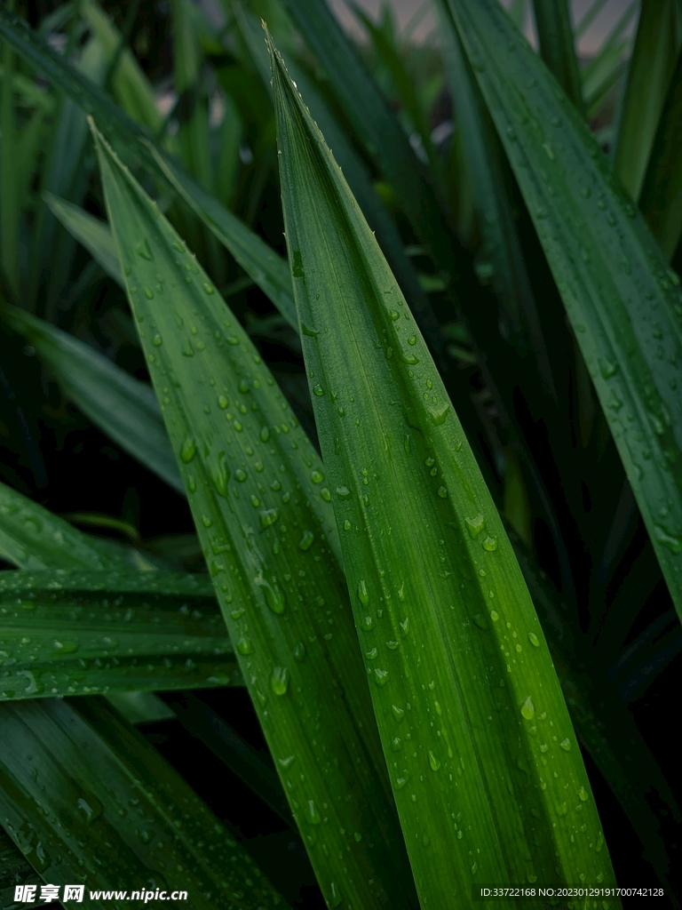 水滴水珠