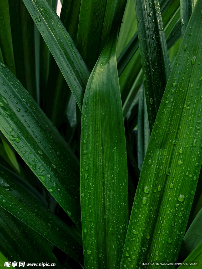 水滴水珠