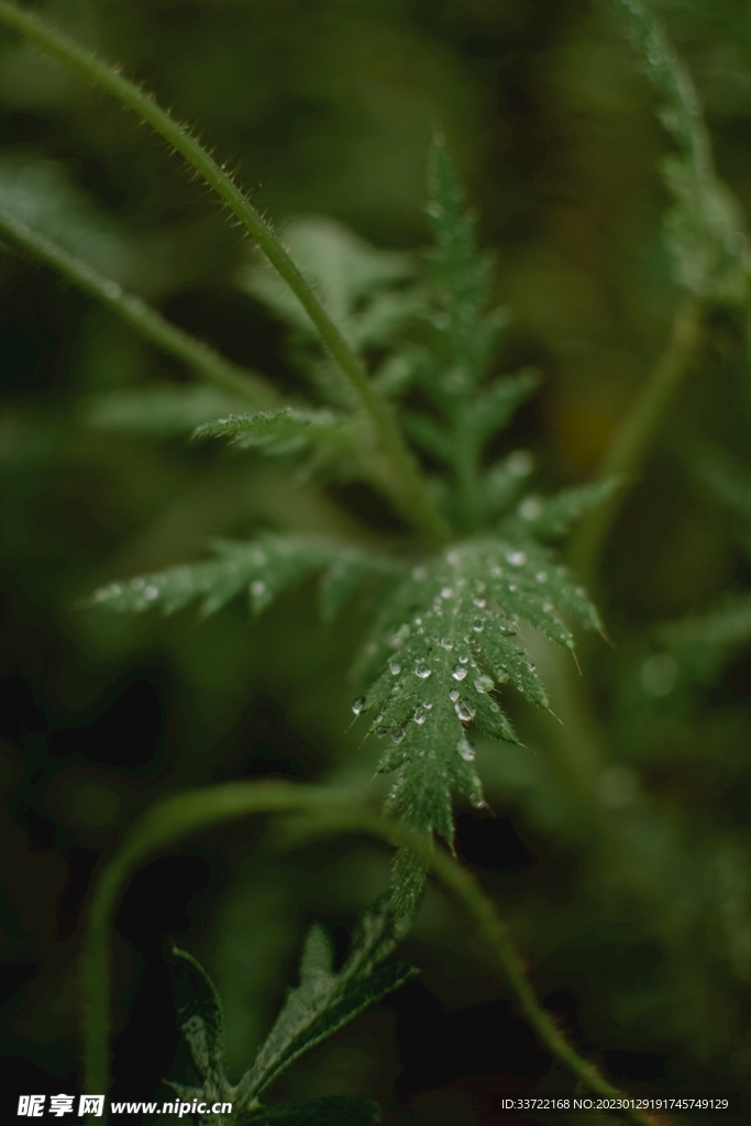 水滴水珠