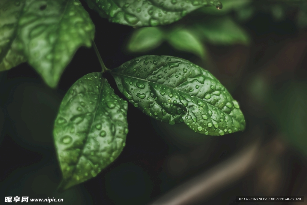 水滴水珠