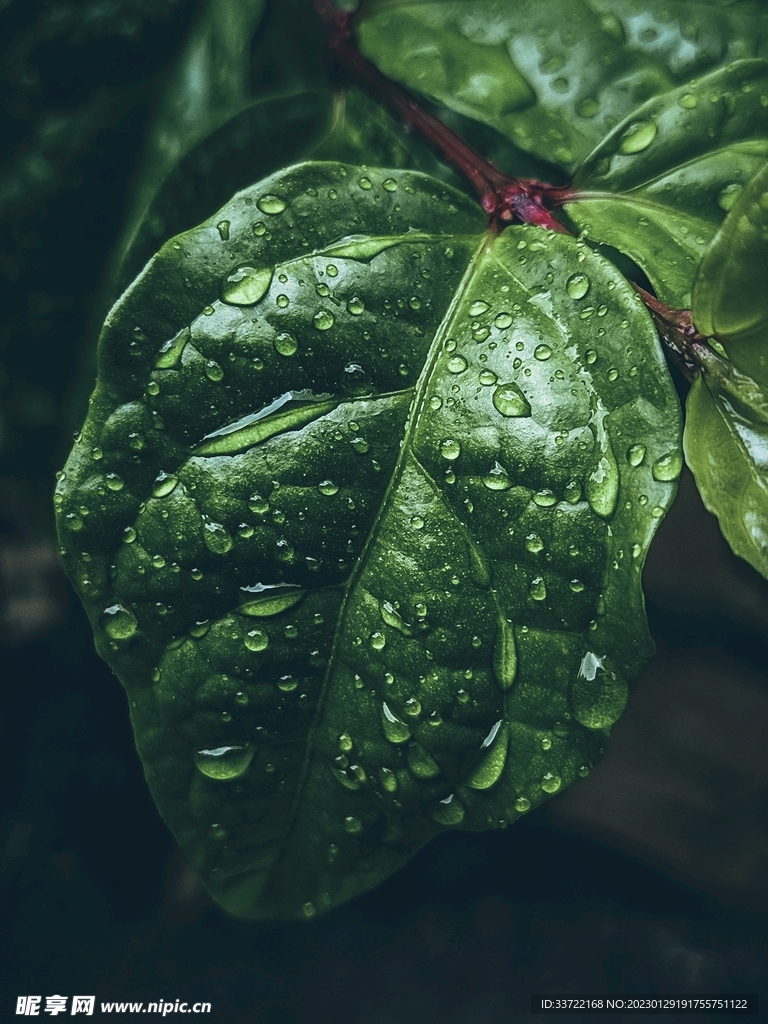 水滴水珠