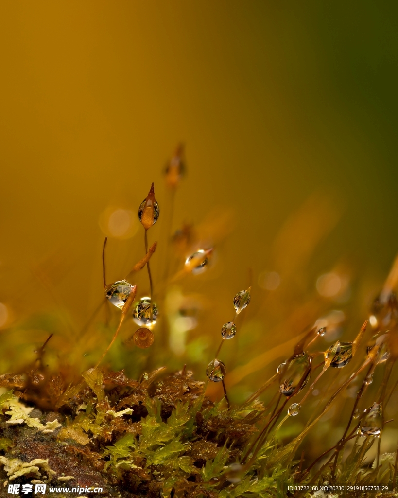 水滴水珠