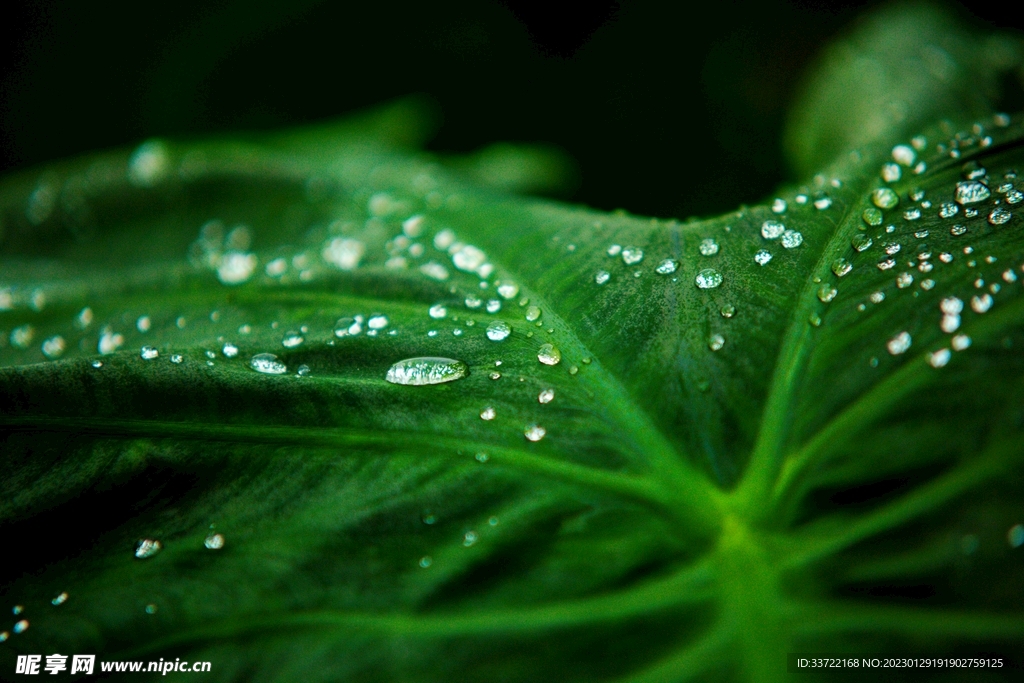 水滴水珠