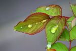 水滴水珠