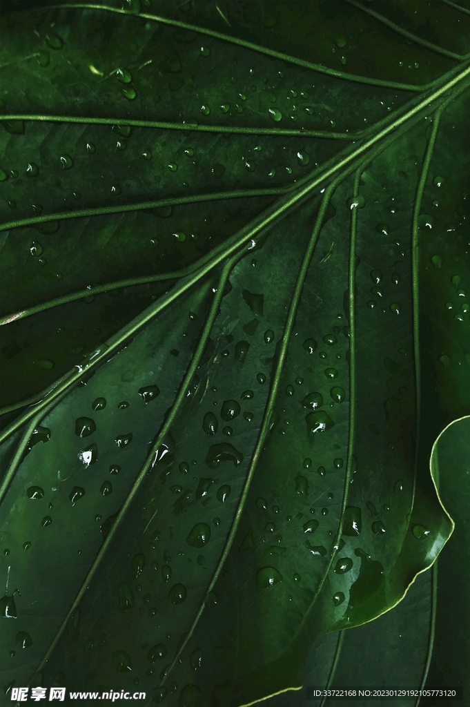 水滴水珠
