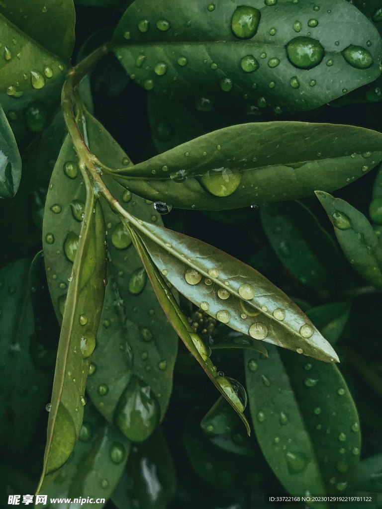 水滴水珠