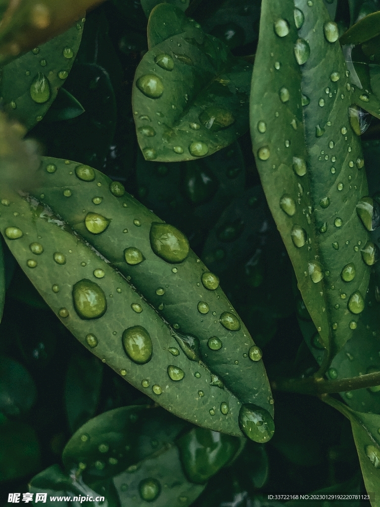 水滴水珠