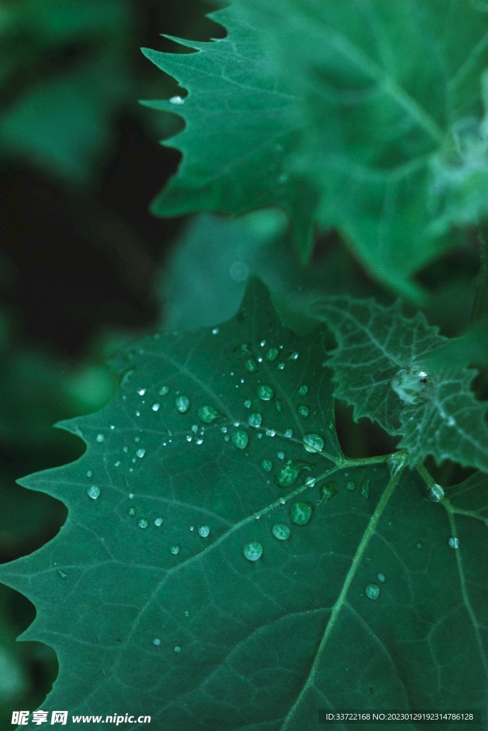 水滴水珠