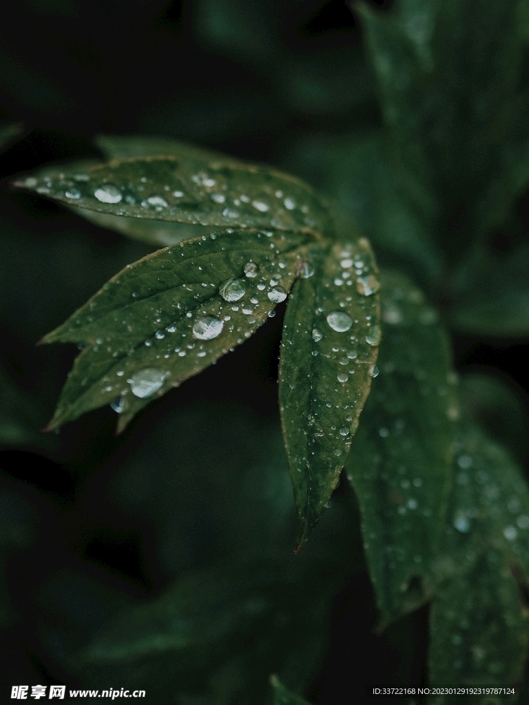 水滴水珠