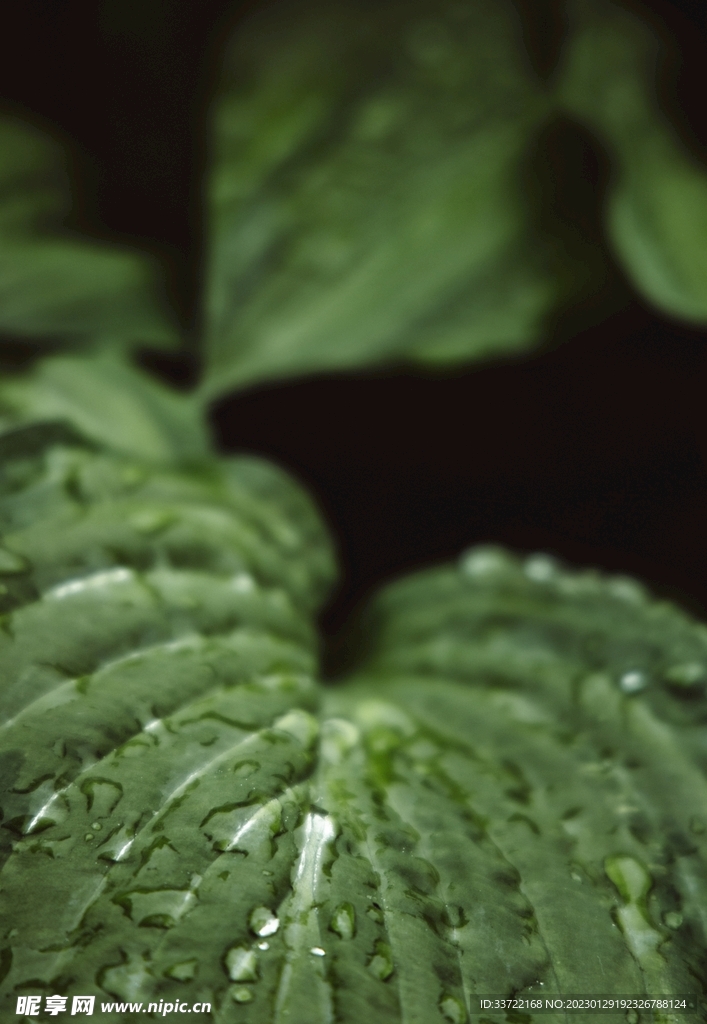 水滴水珠