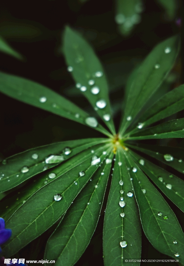 水滴水珠