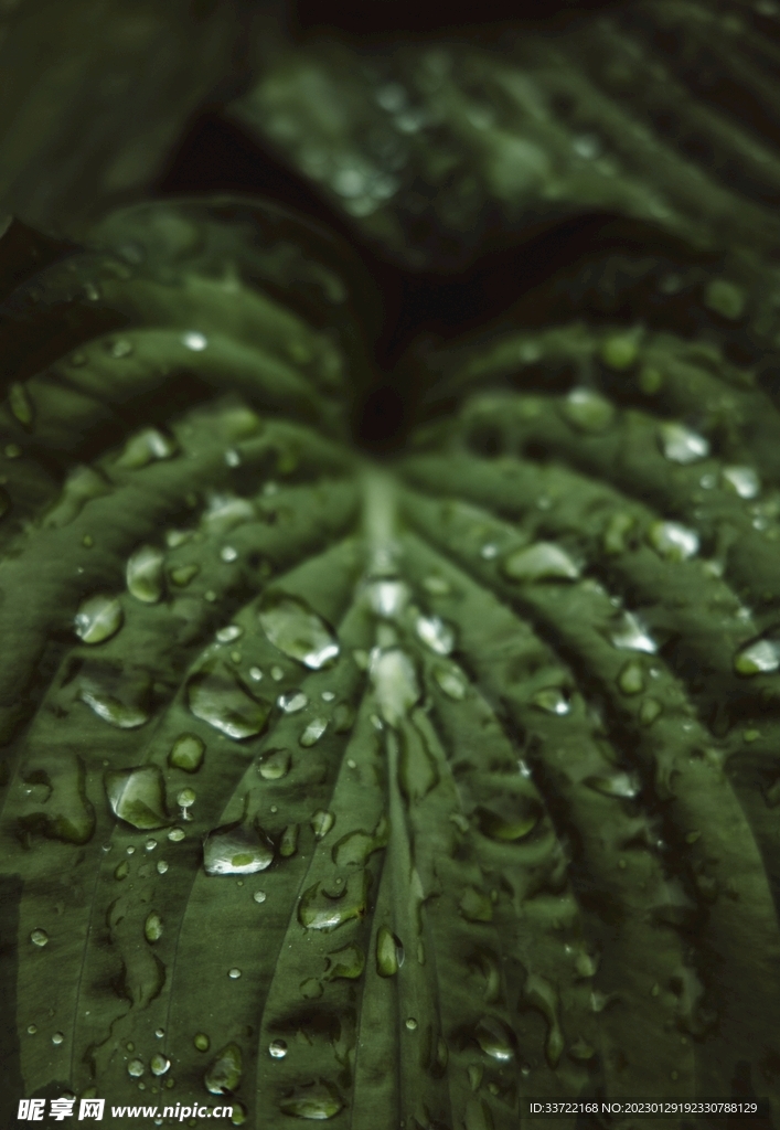 水滴水珠