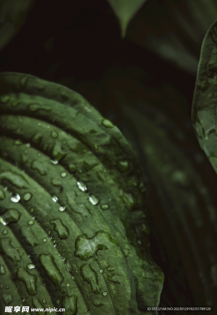 水滴水珠