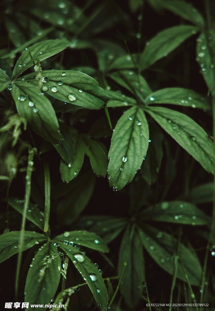 水滴水珠