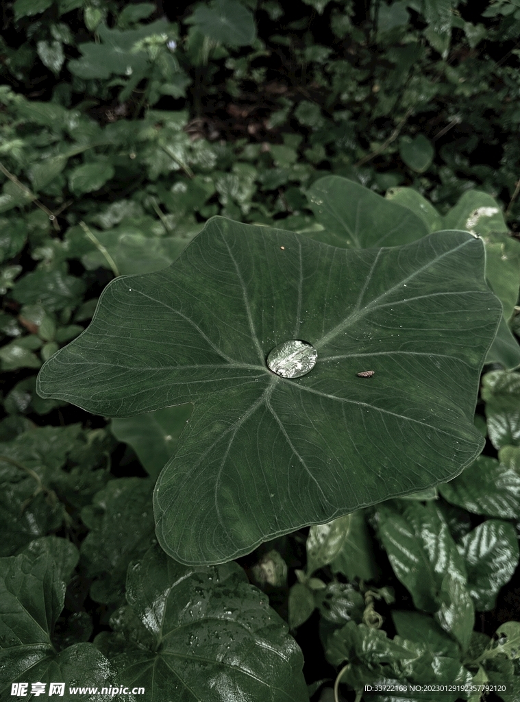 水滴水珠