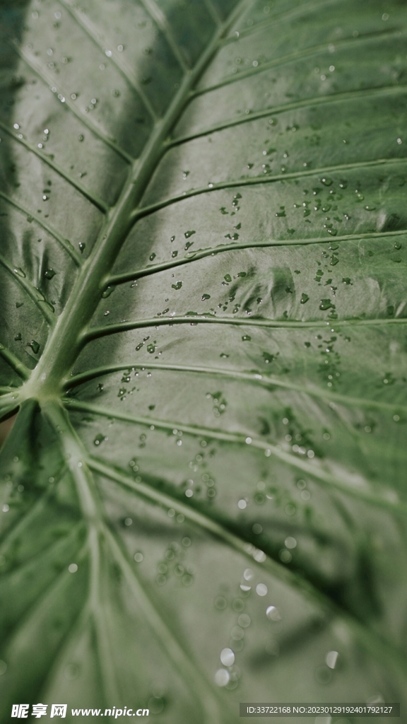水滴水珠