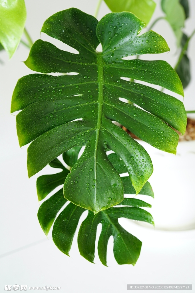 水滴水珠