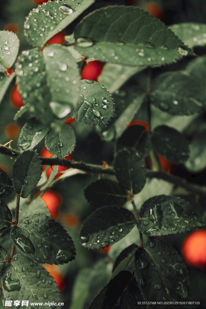 水滴水珠