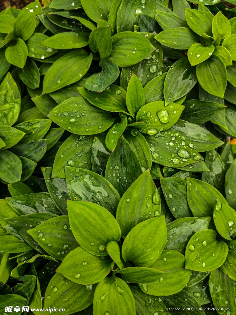 水滴水珠
